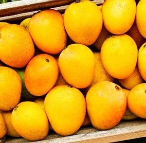 Best quality alphonso mango