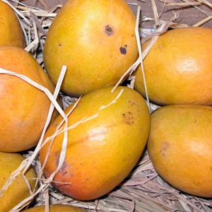 Alphonso Mango