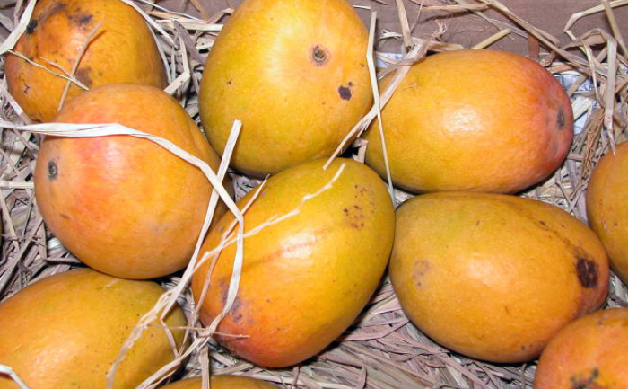 Alphonso Mango