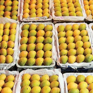 Indian Alphonso Mangoes