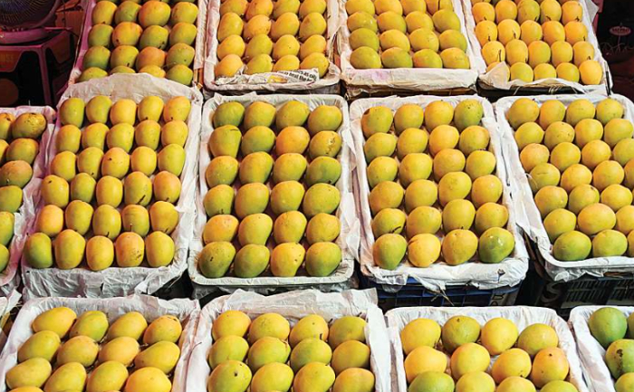 Indian Alphonso Mangoes