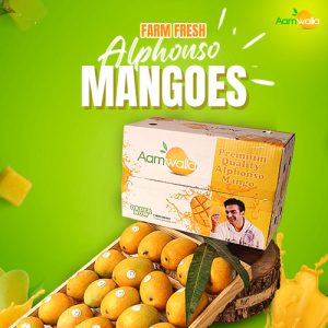 alphonso mangoes