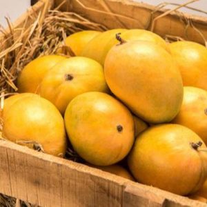 buy small size devgad alphonso mangoes,