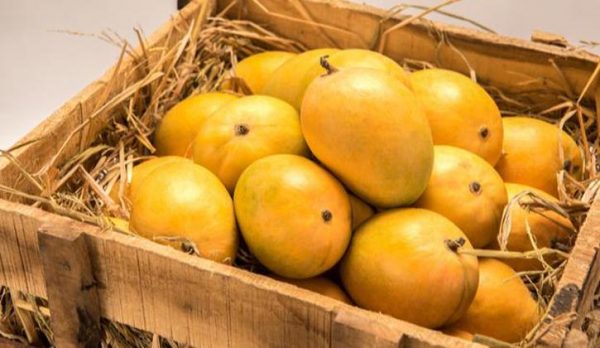 buy small size devgad alphonso mangoes,