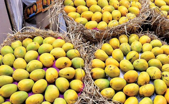 Indian Mangoes