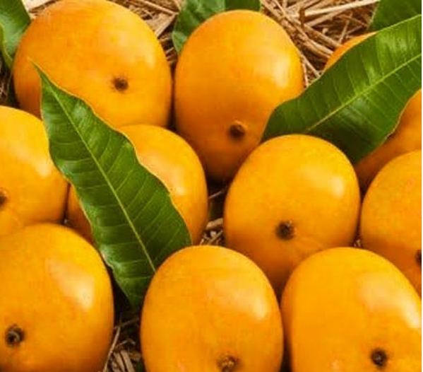 alphonso mango, alphonso mangoes online, 