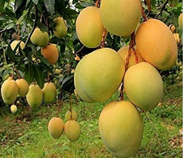 buy devgad mangoes, devgad mangoes, 