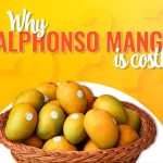 Reasons why Alphonso mangoes are expensive