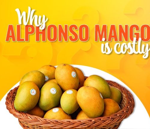 Reasons why Alphonso mangoes are expensive