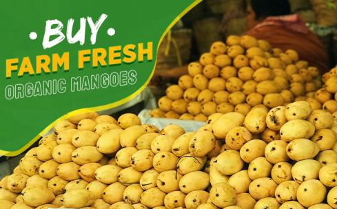 buy organic mangoes, how to buy fresh mangoes,