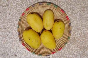 mango chausa, best variety of mango, 