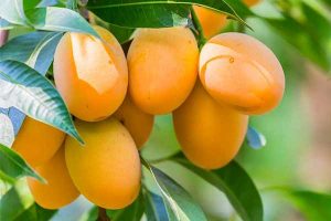 lakshmanbhog mango, types of mangoes, 