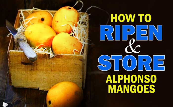 alphonso mangoes, how to store mangoes for long time,