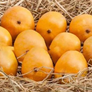 alphonso mangoes storage, how to store mangoes,