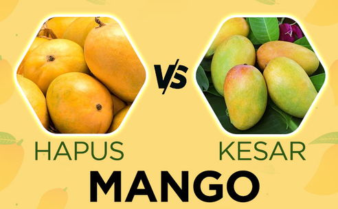 alphonso mangoes, kesar mangoes, hapus mangoes, alphonso mangoes,