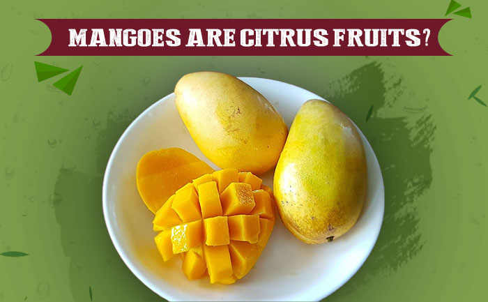 mango citrus fruits, aamwalla, buy mangoes online,