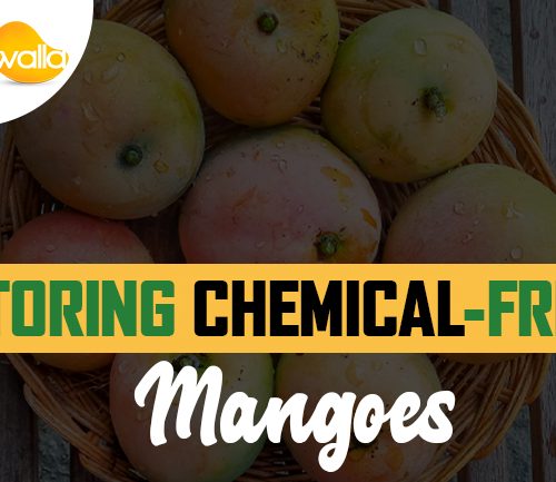 How To Store Chemical free Mangoes Without A Fridge