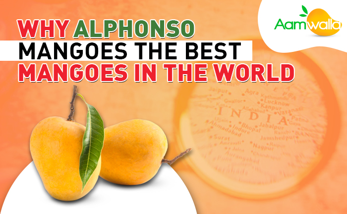 Why Alphonso Mangoes the best mangoes in the World?