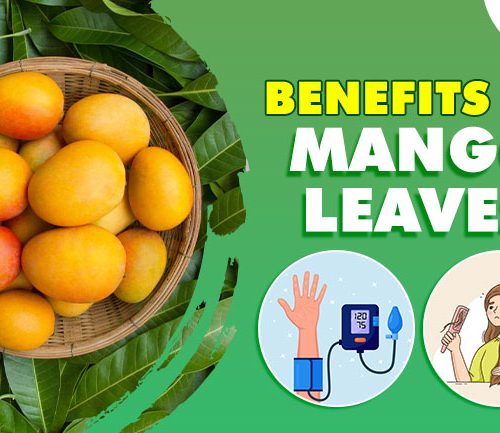 Surprising Benefits of Mango Leaves