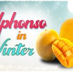 Enjoy The Sweetness Of Alphonso In The Winter Season